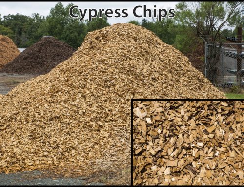 Cypress Chips